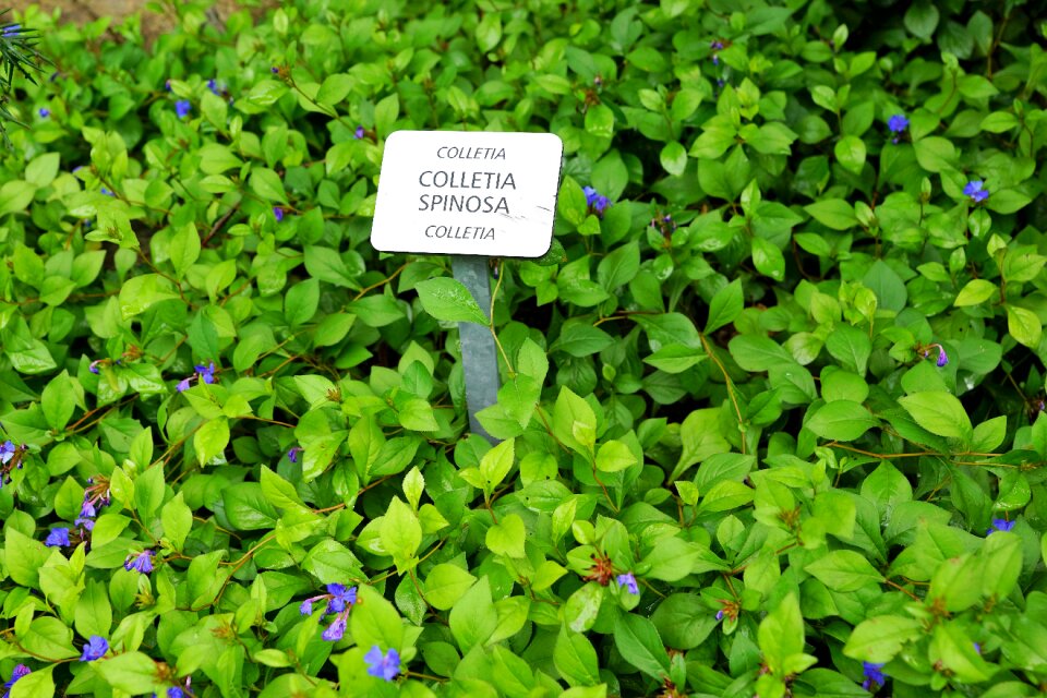 Growth garden flower