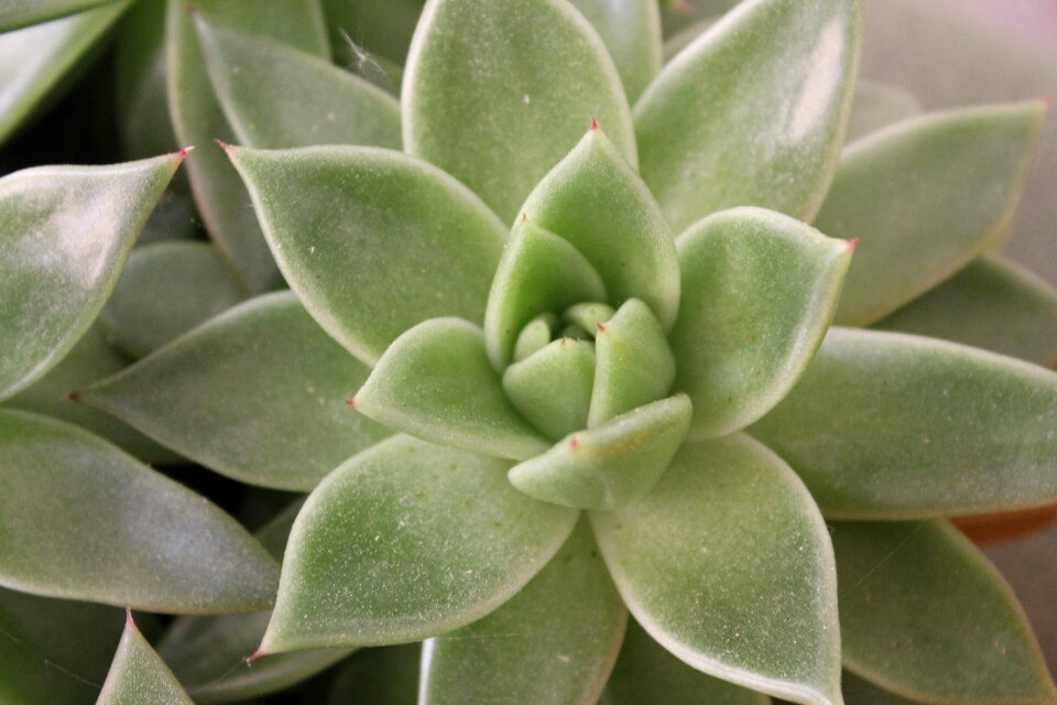Plant pattern nature