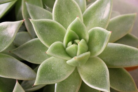 Plant pattern nature