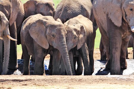 Elephant herd of elephants wildlife photo