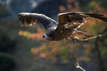 Raptor video feathers