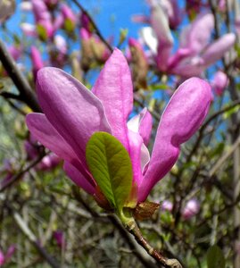 Botanical garden spring flowering beautiful