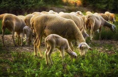 Livestock herd group photo