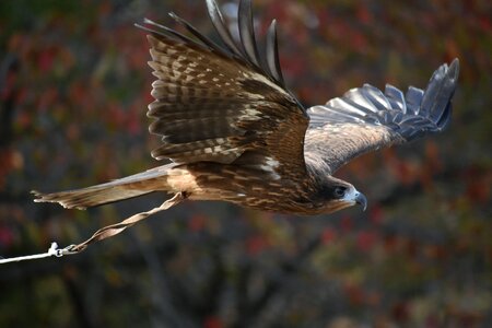 Raptor video feathers photo