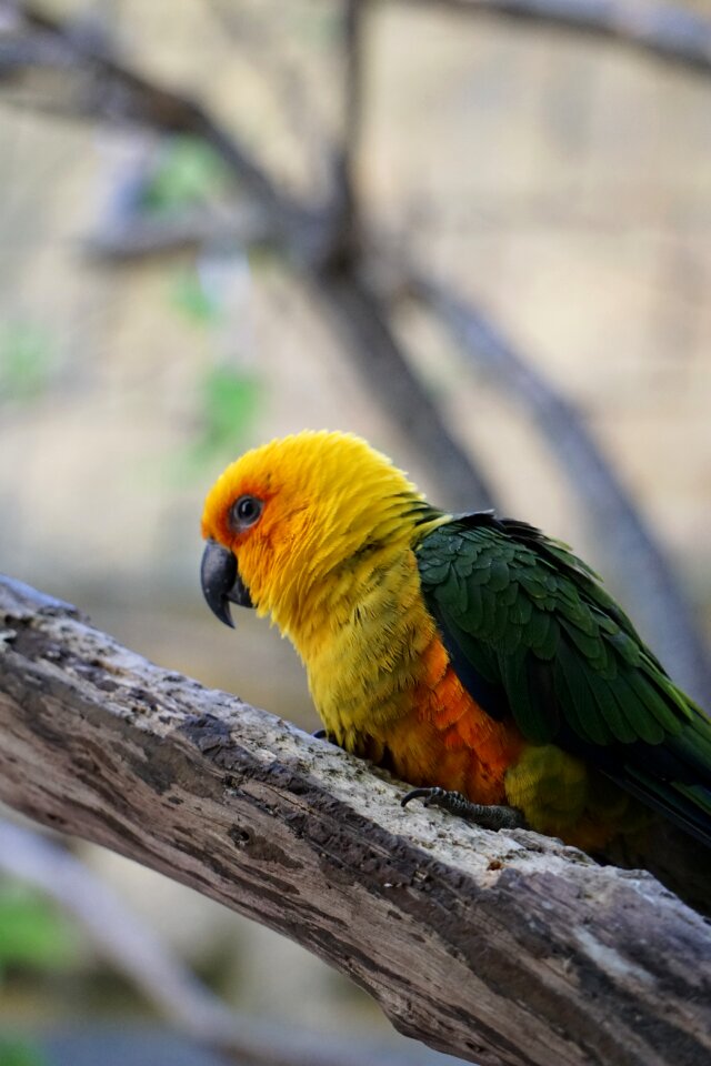 Parrot animals perico