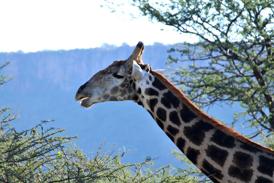Namibia africa mammal