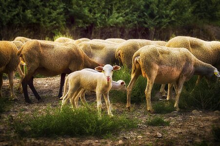 Livestock herd group photo