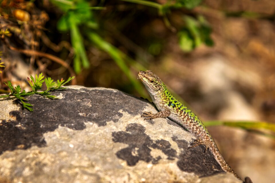 Animal creature nature