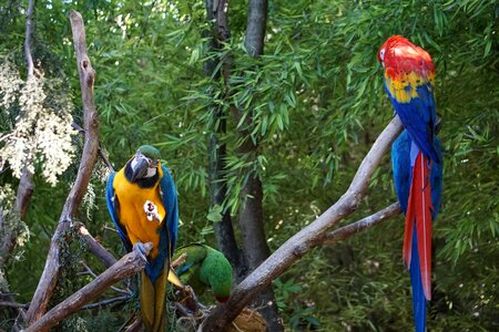 Parrot animals perico