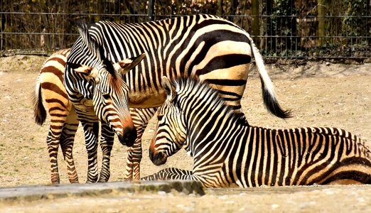 Africa animal crosswalk