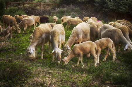 Livestock herd group photo