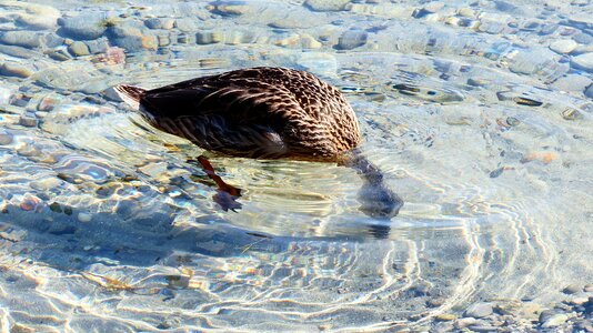 Geneva bird water