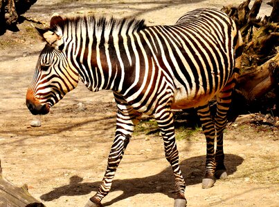 Africa animal crosswalk