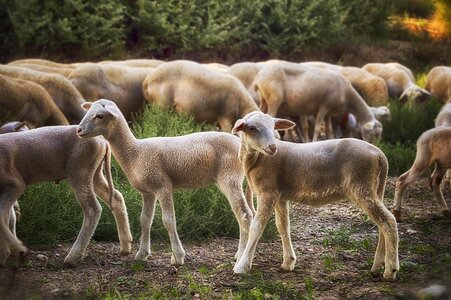 Livestock herd group photo