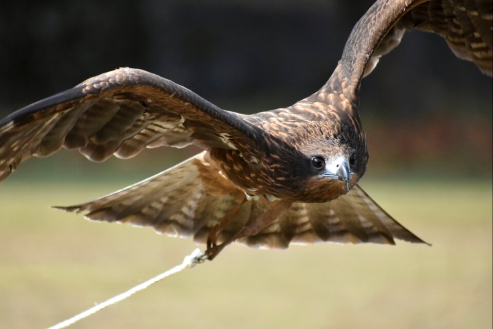 Raptor video feathers