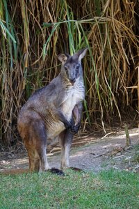 Australia nature zoo