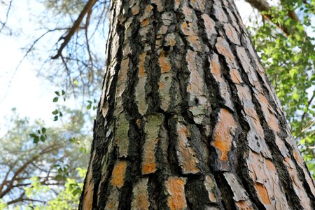 Bark plant leaf