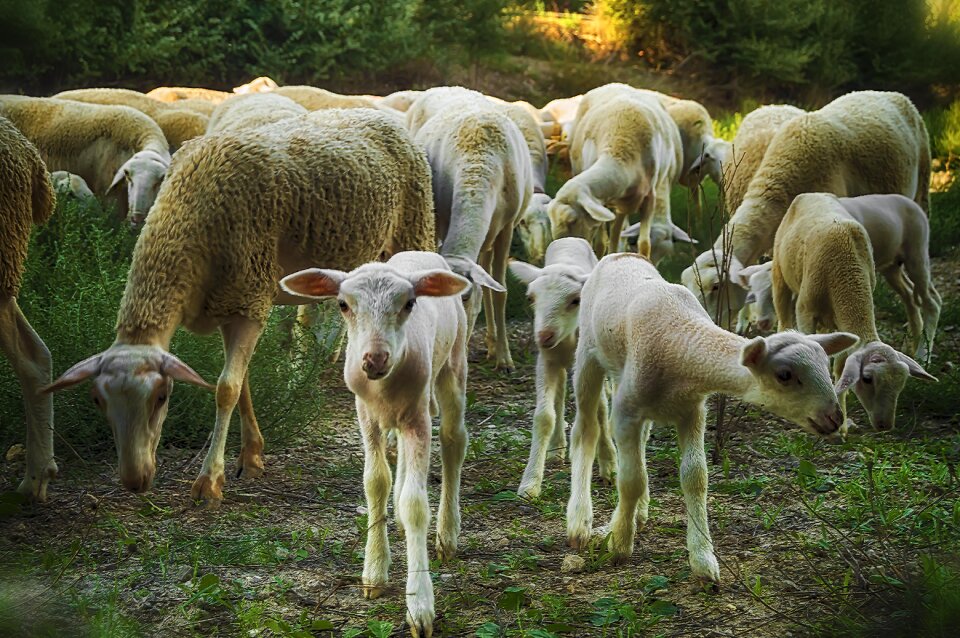 Livestock herd group