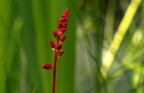 Red flower plant photo