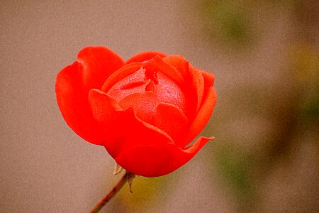 Blossom plant nature photo