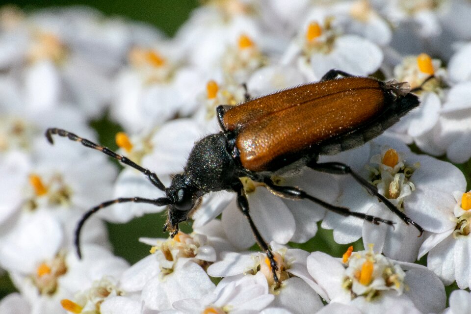 Panzer macro beetle