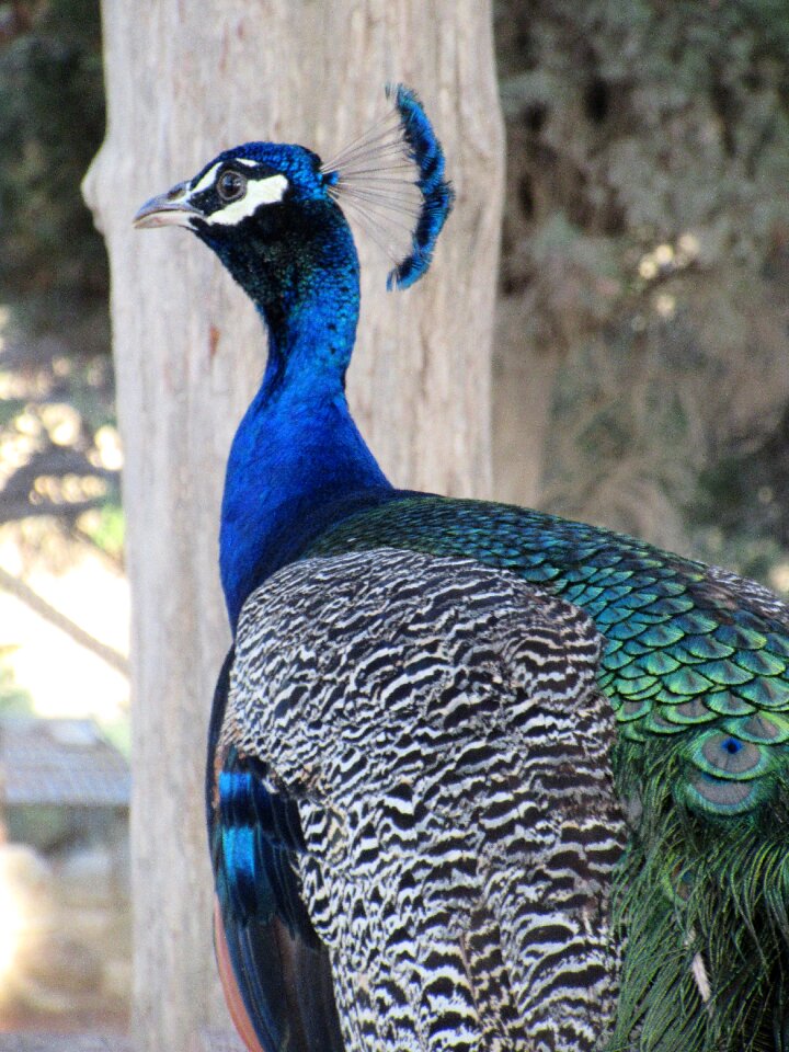 Close up iridescent pride