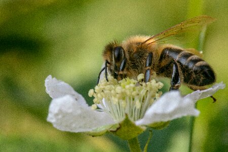 Macro pollination honey bee photo