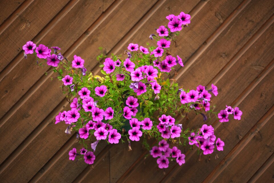 Wall plants pattern
