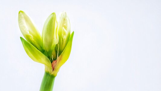 Plant bulbous indoor photo