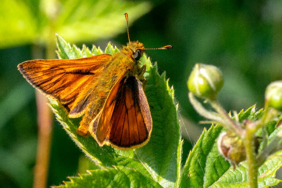 Butterflies nature close up