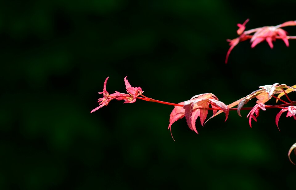Leaves leaf background
