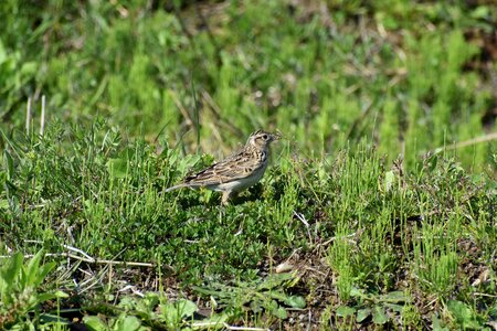 Wild birds lark diet photo