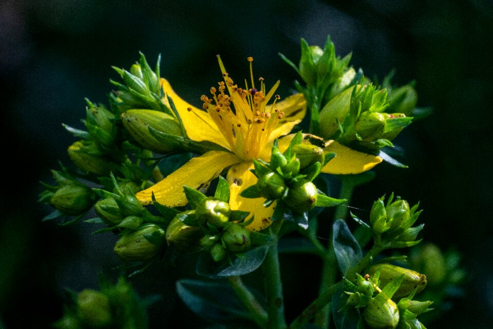 Yellow wild flowers pointed flower flower