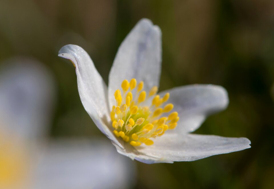 Anemones the nature of the flowers