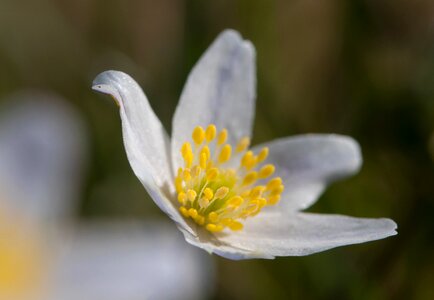 Anemones the nature of the flowers