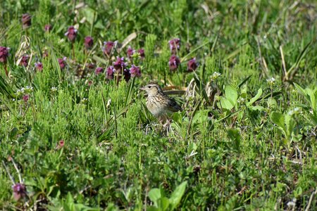 Bird wild birds lark photo