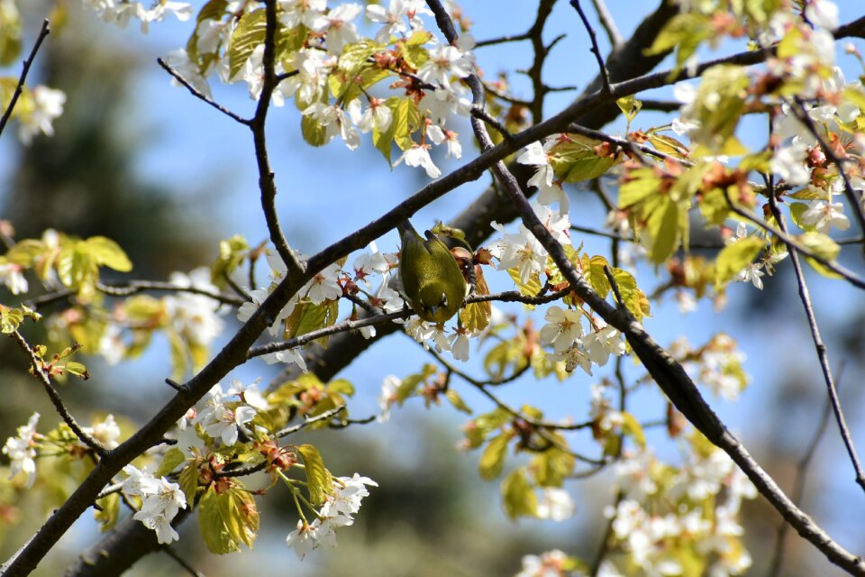 Wood cherry blossoms flowers