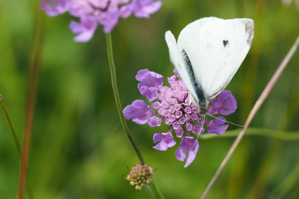 Macro flower meadow