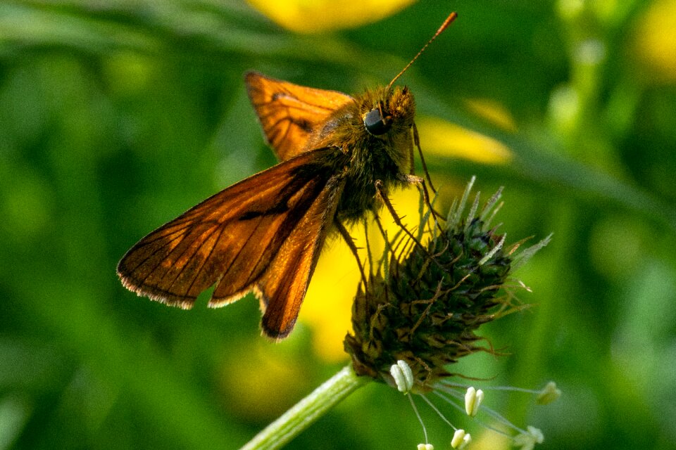 Butterflies nature close up