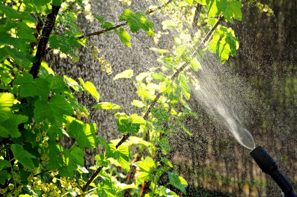 Watering spray spraying