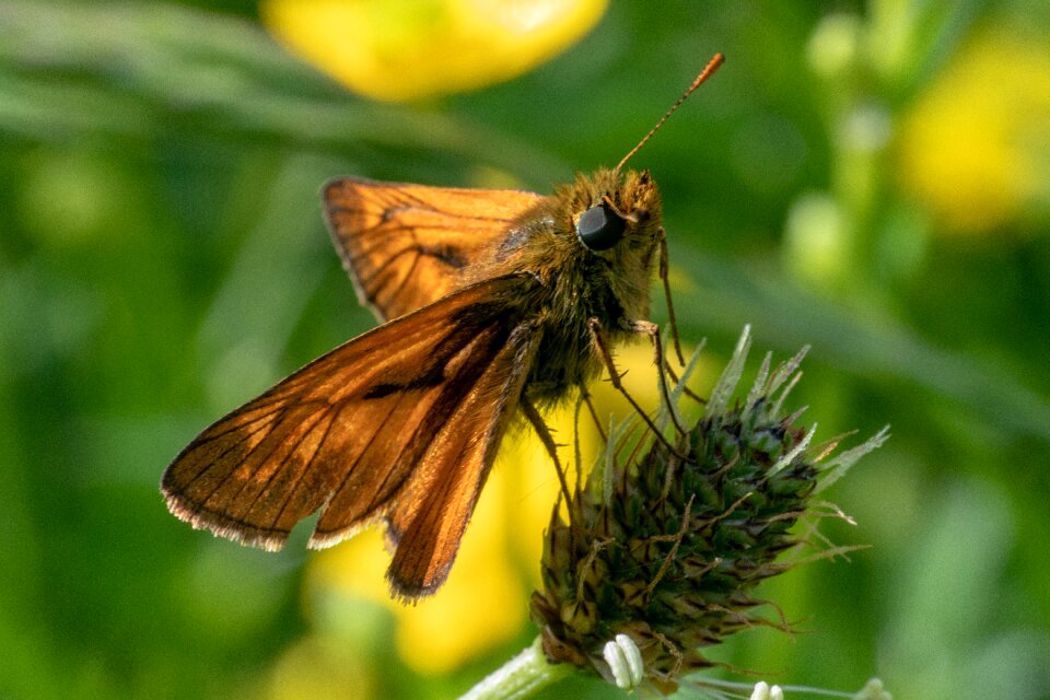 Butterflies nature close up