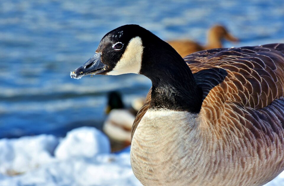 Wild goose migratory birds bird