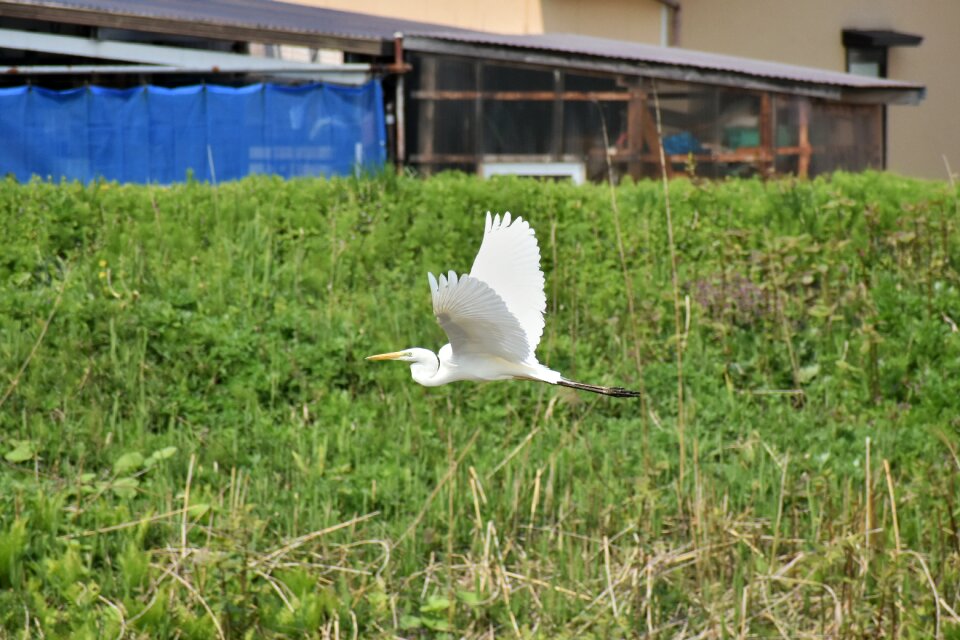 Grass bird wild birds