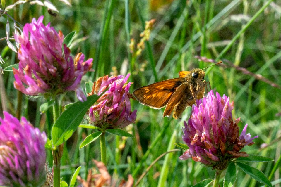 Butterflies nature close up