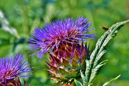 Blossom bloom medicinal plant