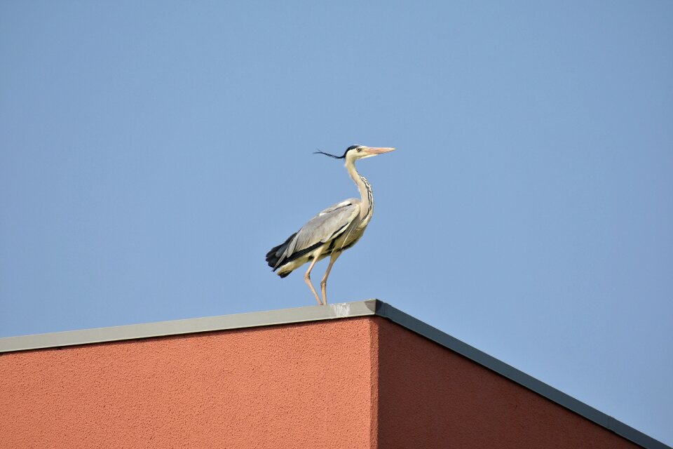 Wild birds heron gray heron