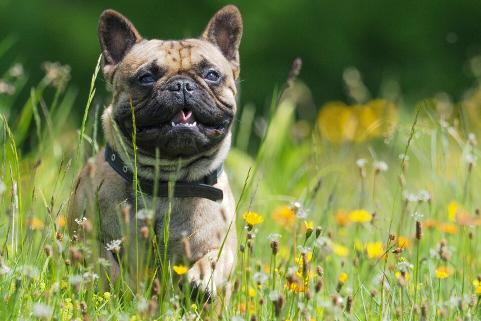 Bulldog flower meadow joy