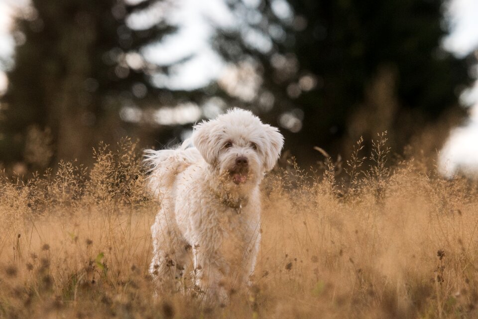 White animal german longhaired pointer