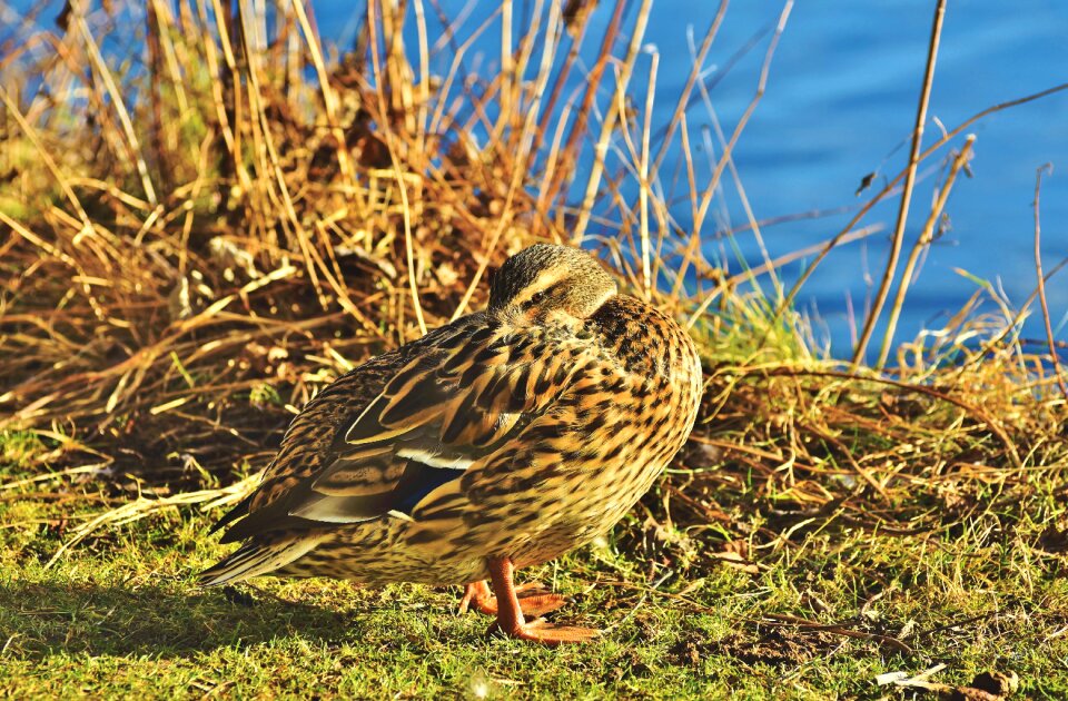 Duck bird poultry animal