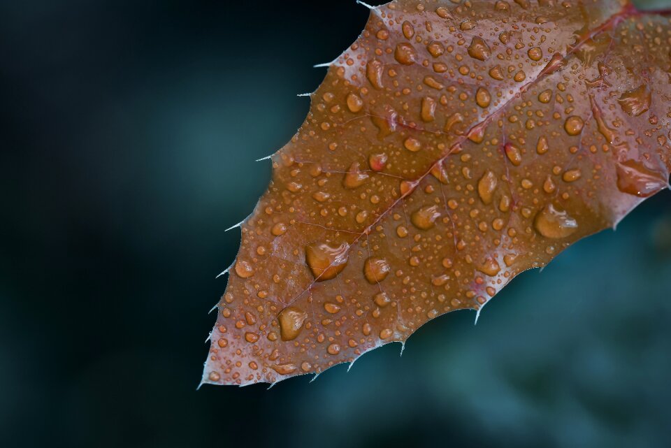 Nature doğal yağmur